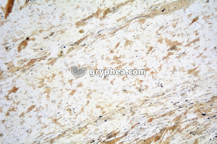 Micaschiste LPNA x25 - gryphea.org